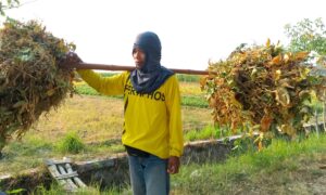 Penerapan GAP Dapat Meningkatkan Produktivitas Kedelai di Kabupaten Madiun IMG_20260929_215859