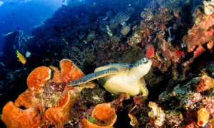 Kemenpar: Tidak Ada Toleransi Terhadap Perusakan Ekosistem Raja Ampat Raja Ampat1